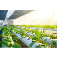What Exactly Is Hydroponics image