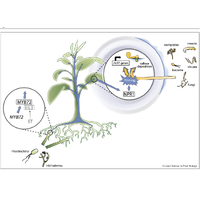 Beneficial Biology Demystified image